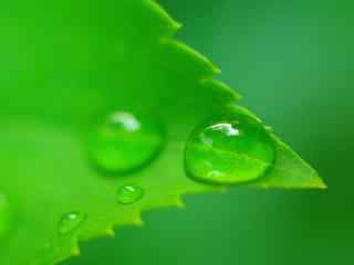 绿色植物与水滴高