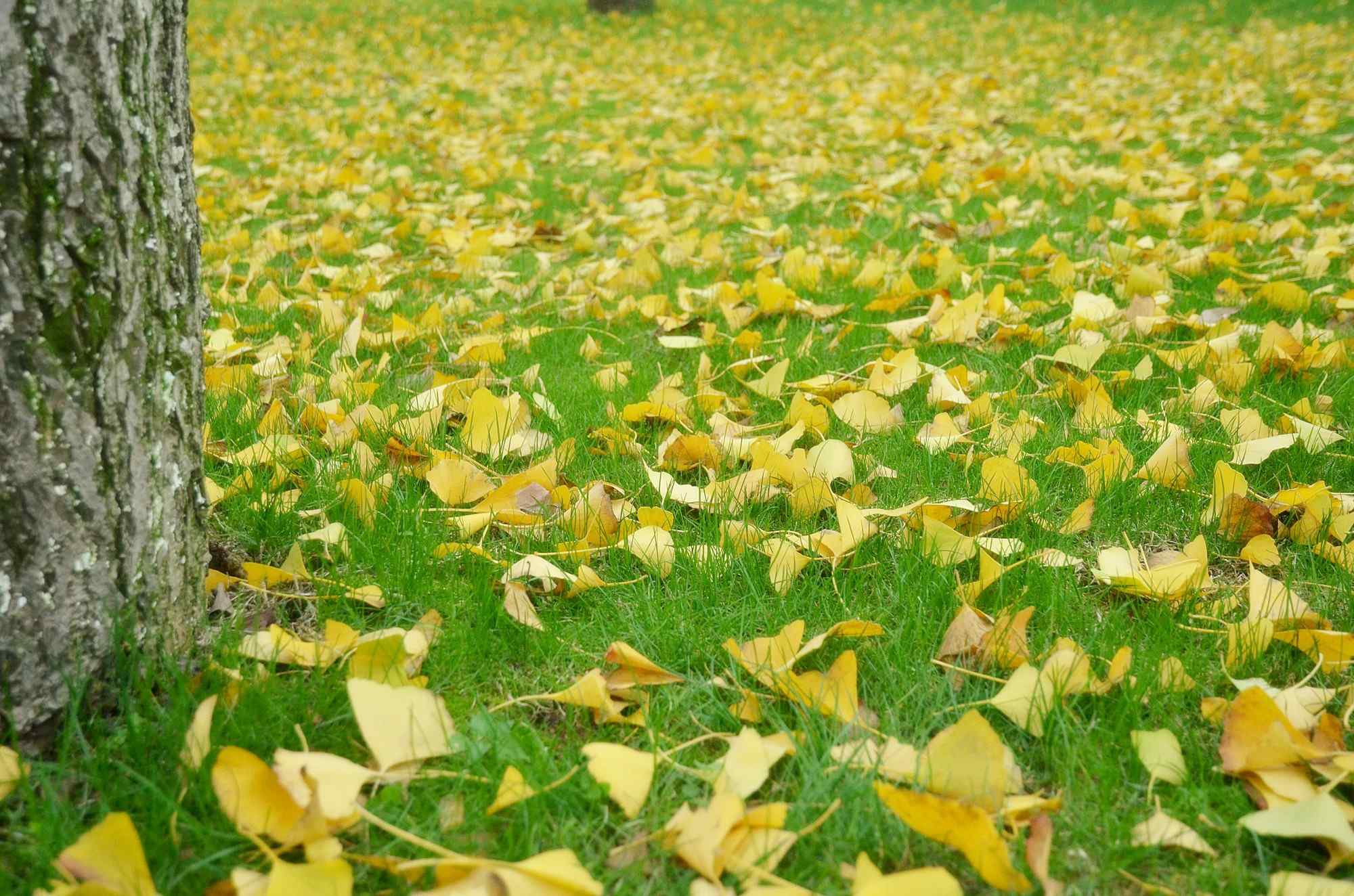 落在绿草地上的暖色银杏叶桌面壁纸