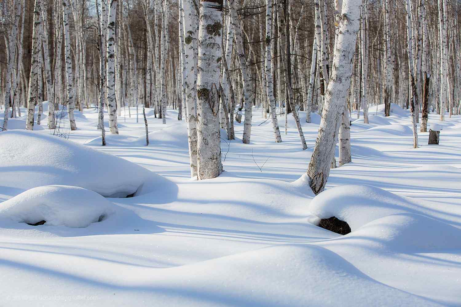 雪景中的白桦林桌面壁纸