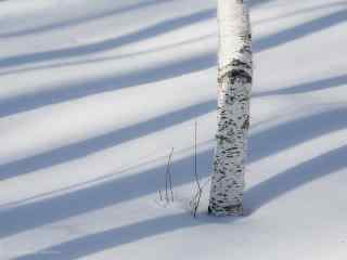 冬日雪景中的白桦林桌面壁纸