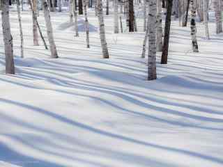 冬日的白桦林桌面壁纸