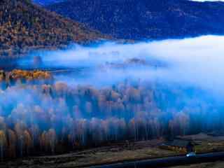 云雾缭绕的白桦林