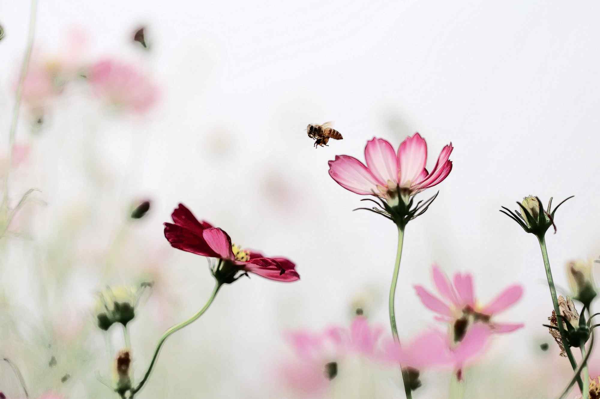 格桑花和蜜蜂清新摄影壁纸图片下载