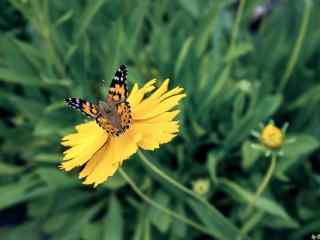 黄色格桑花和蝴蝶