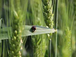 翠绿的麦子与瓢虫