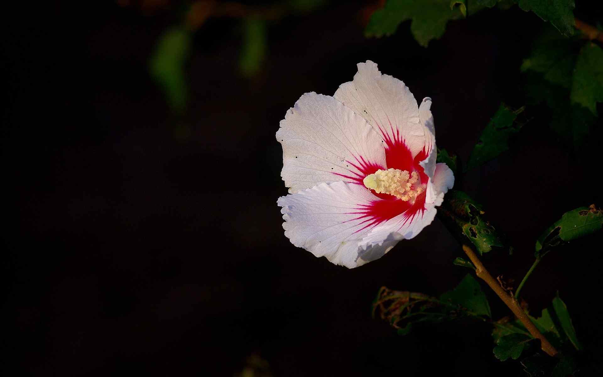 白色木槿花唯美摄影图片桌面壁纸下载