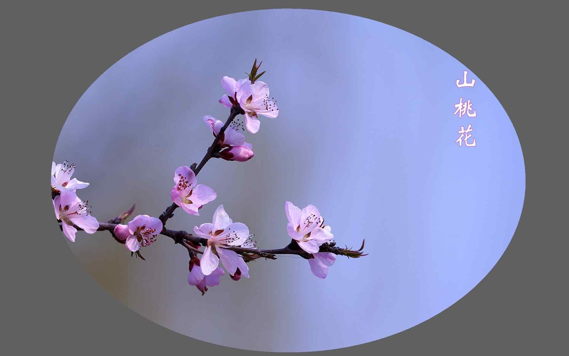 唯美粉嫩山桃花植物图片桌面壁纸