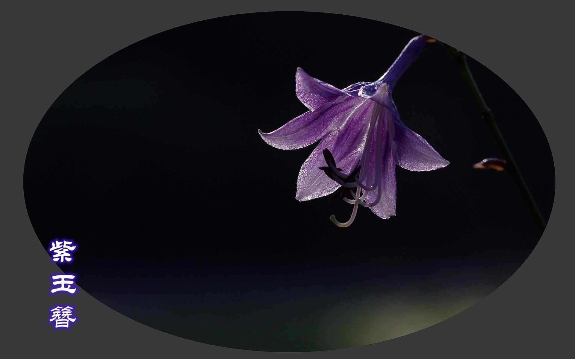 唯美的紫玉簪植物摄影图片桌面壁纸