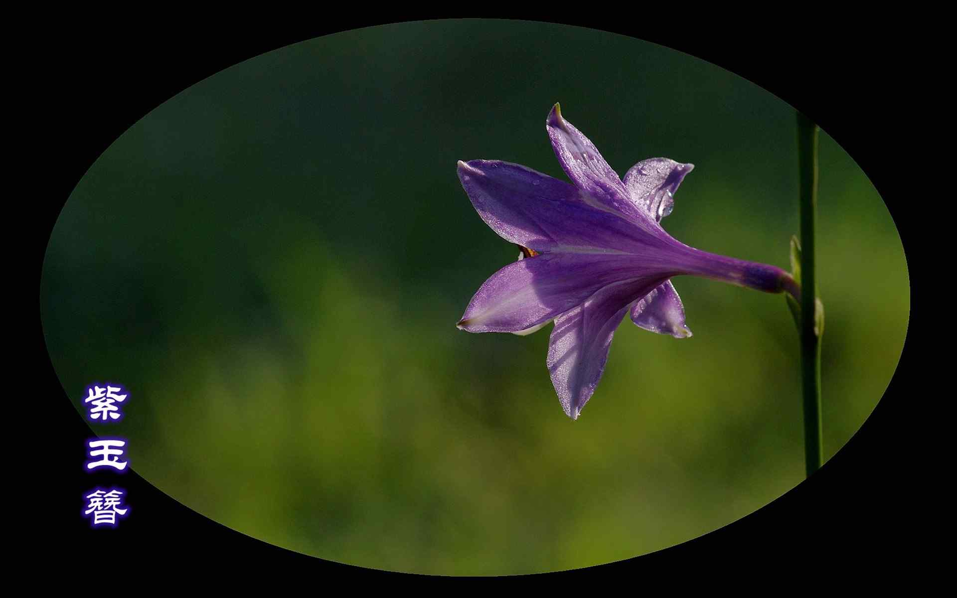 唯美的紫玉簪植物摄影图片桌面壁纸