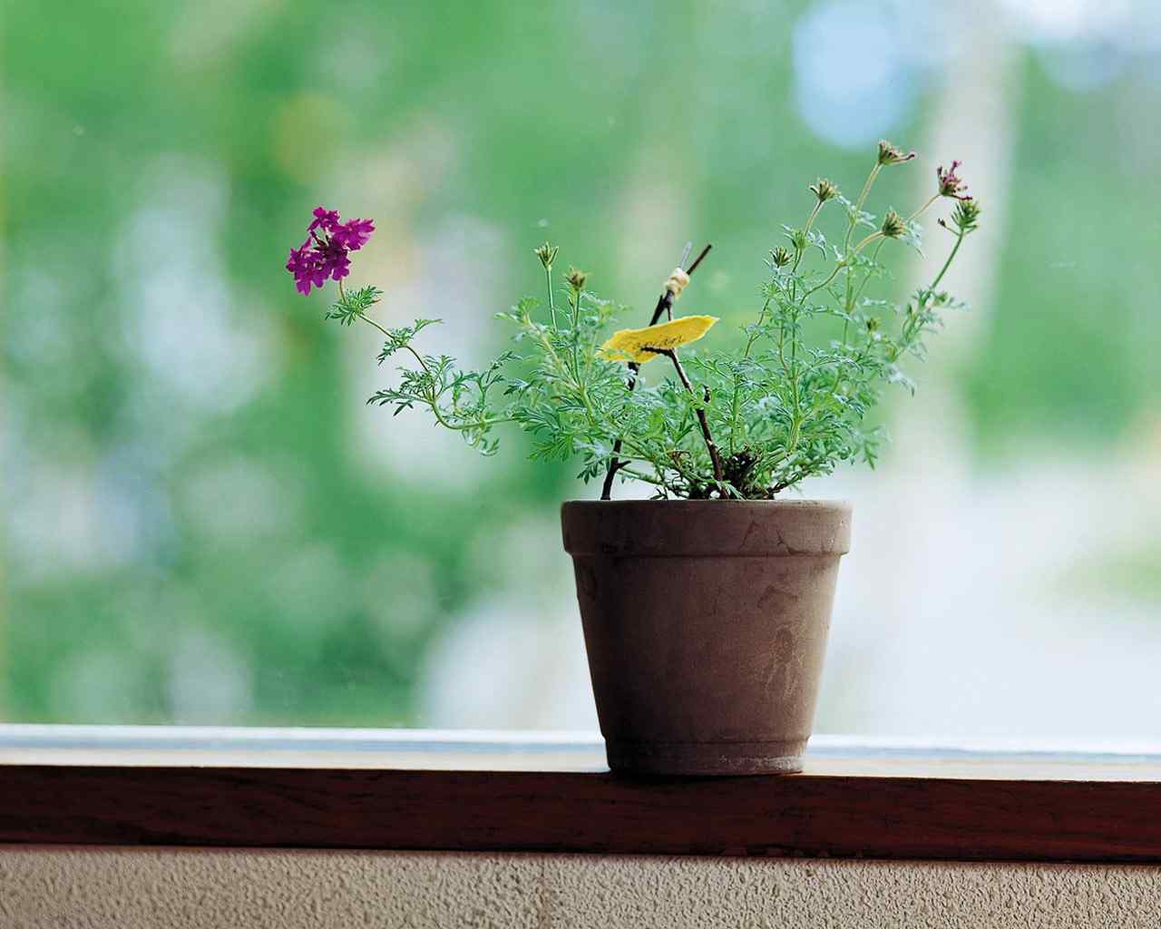 小清新绿色植物盆栽摄影图片高清桌面壁纸下载