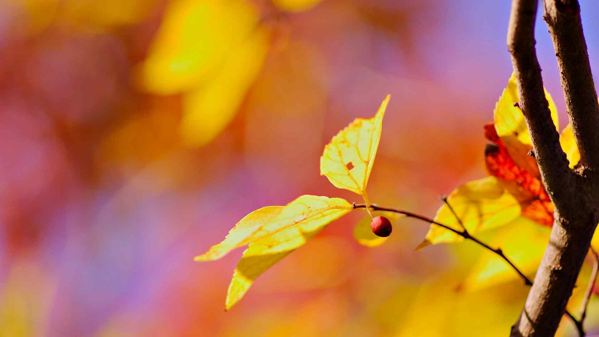 秋天唯美的红叶高清摄影锁屏电脑壁纸