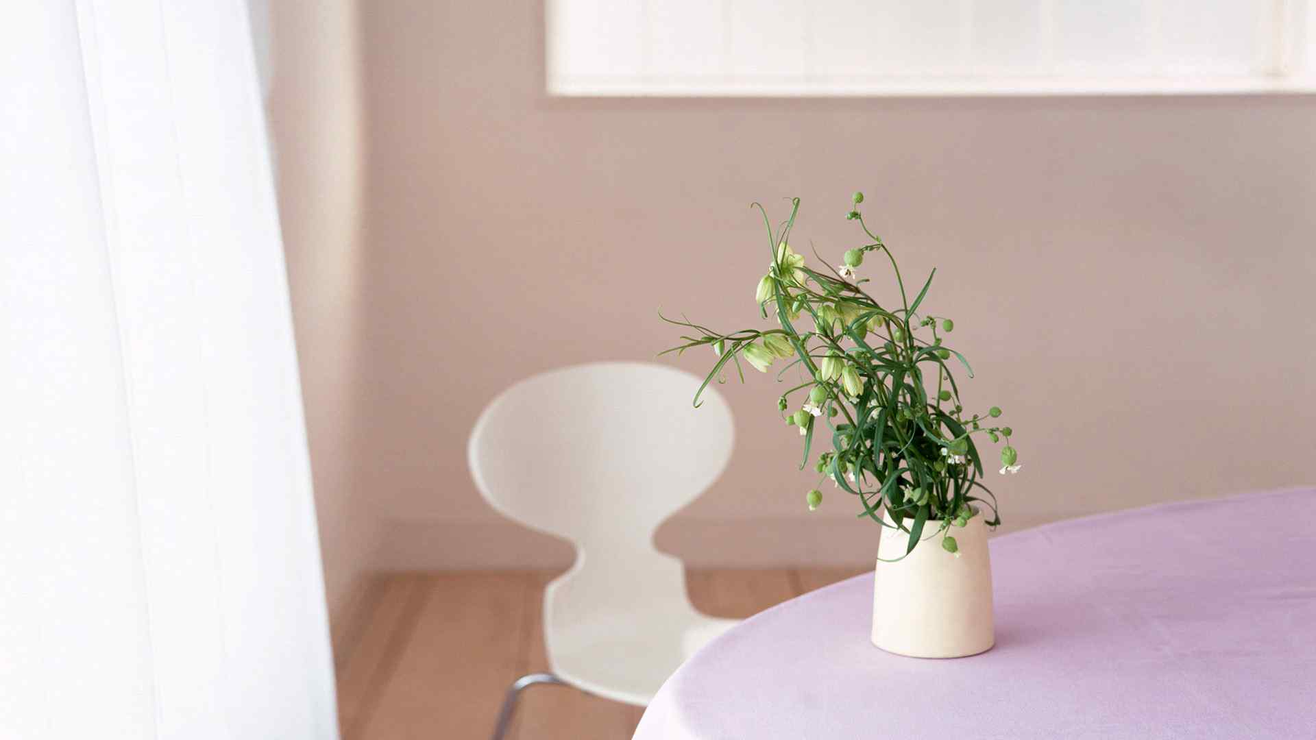 唯美小清新室内花卉植物摄影图片高清电脑桌面壁纸