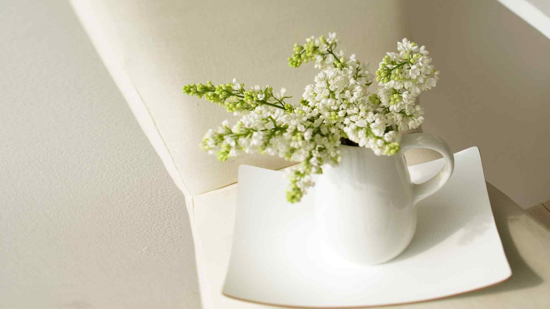 唯美小清新室内花卉植物摄影图片高清电脑桌面壁纸