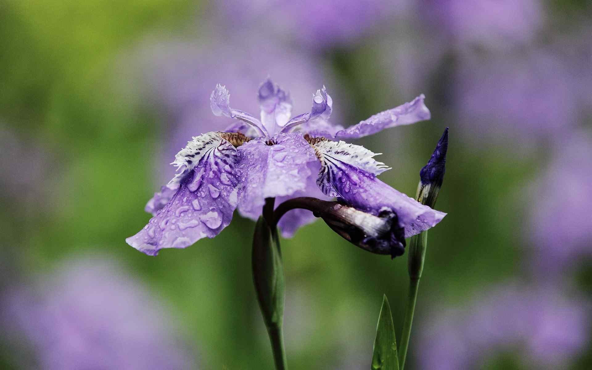 唯美的紫色鸢尾花摄影图片植物花卉电脑桌面壁纸
