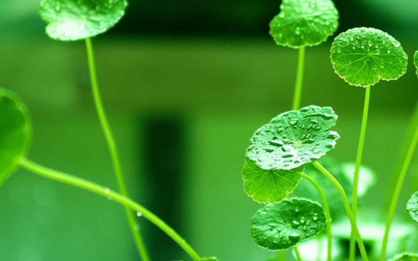 雨滴中的绿色清新植物摄影图片高清电脑桌面壁纸