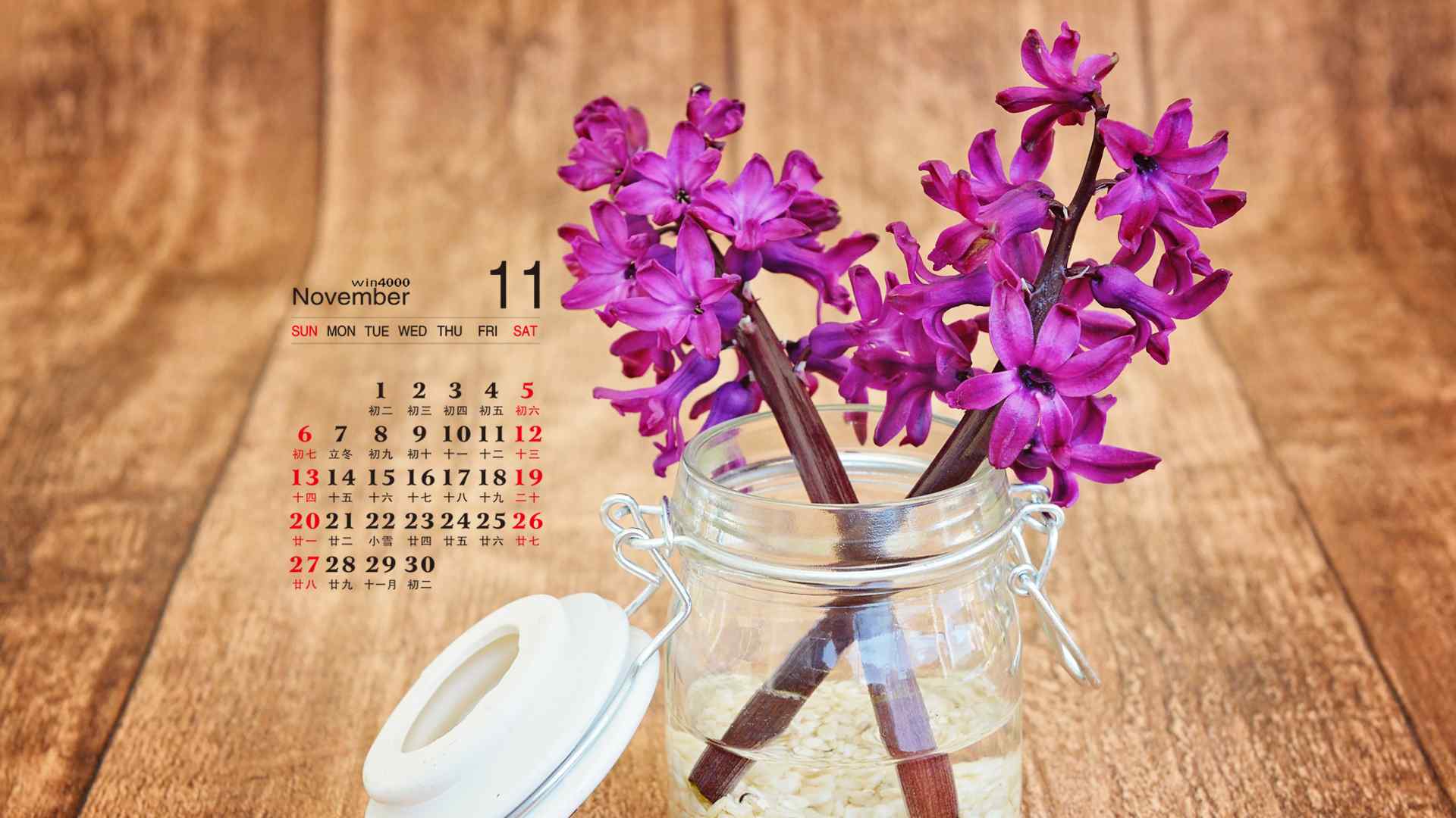2016年11月日历唯美的风信子花卉植物图片电脑桌面壁纸