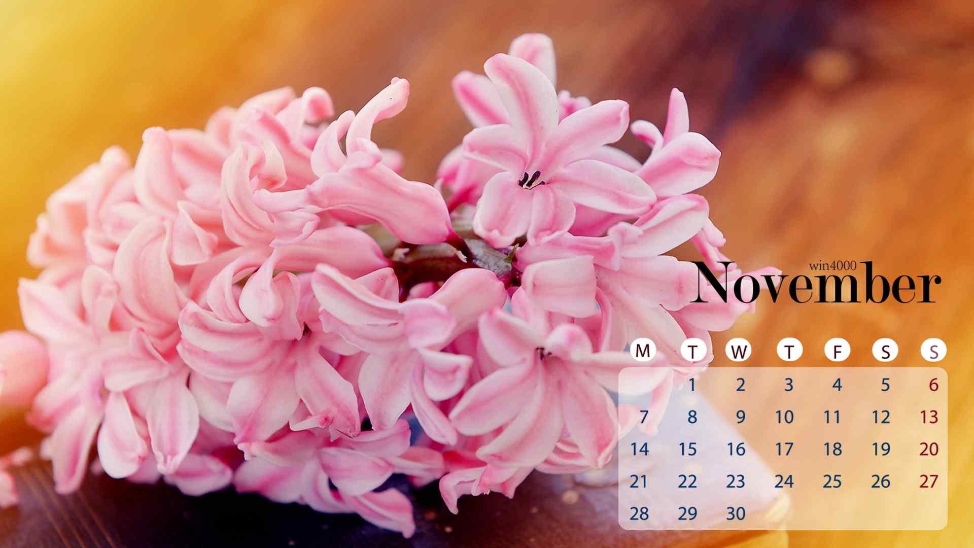2016年11月日历唯美的风信子花卉植物图片电脑桌面壁纸