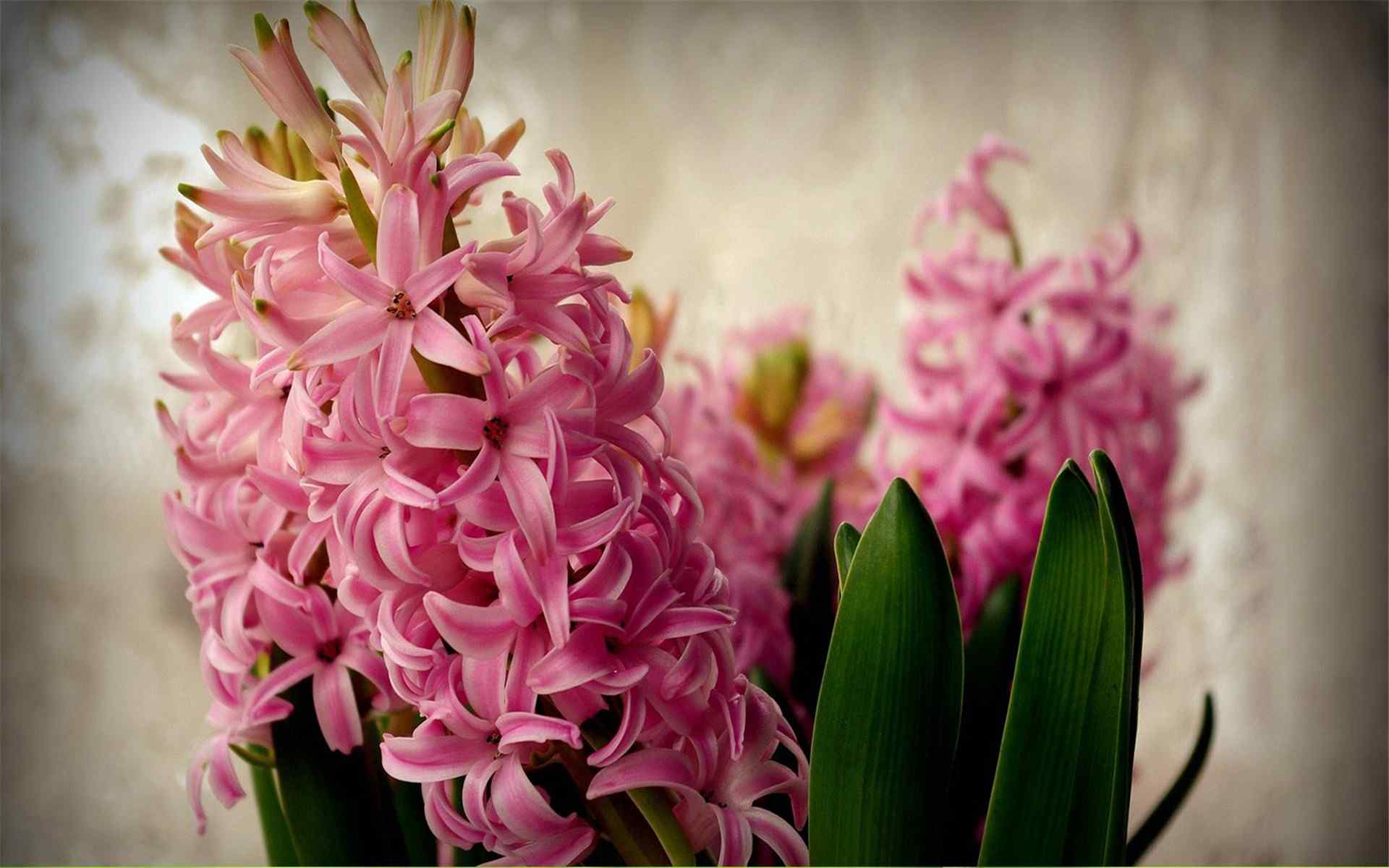 唯美的洋水仙花卉植物图片高清电脑壁纸下载