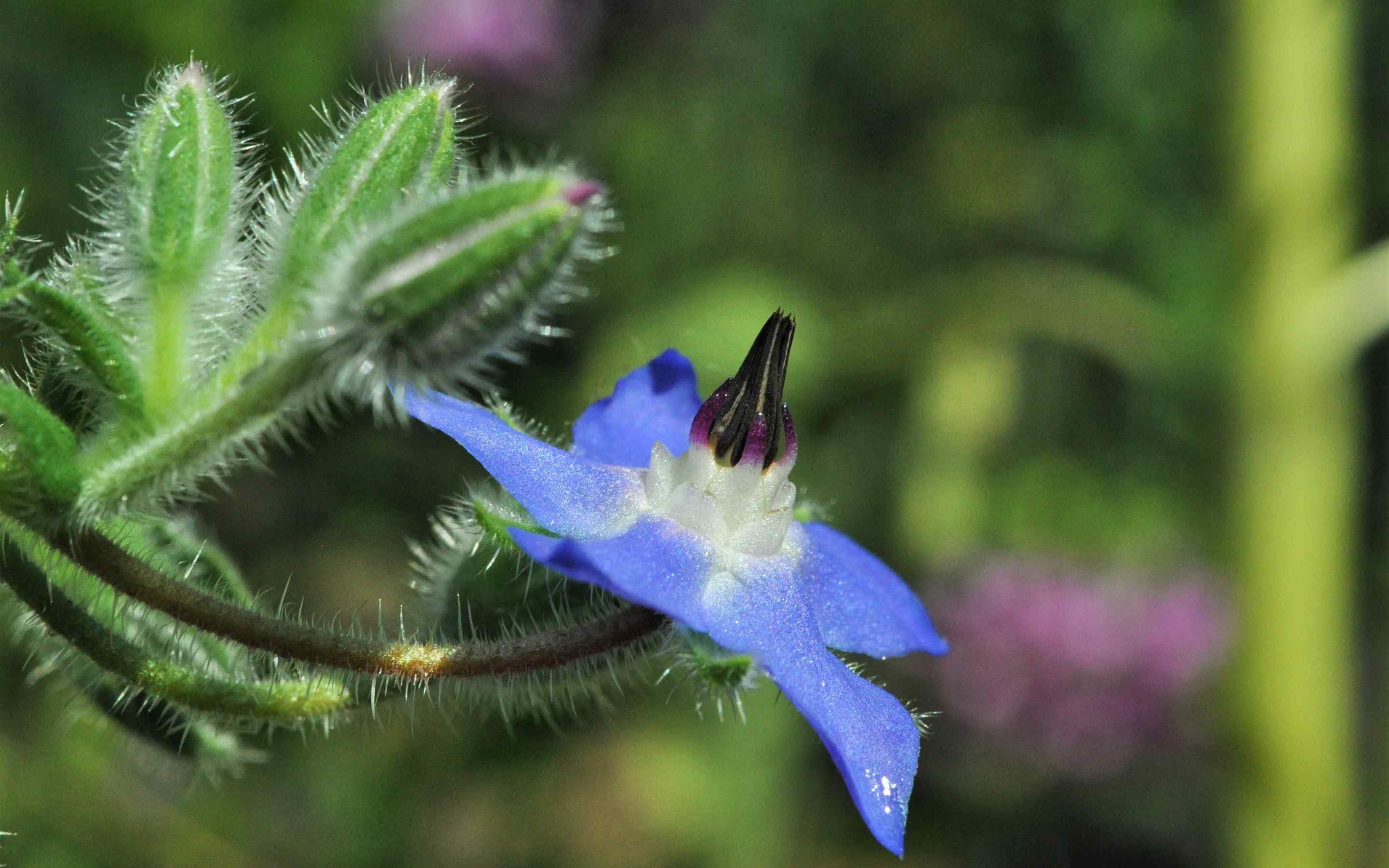 蓝色琉璃苣花唯美植物风景图片桌面壁纸 -桌面天下（Desktx.com）