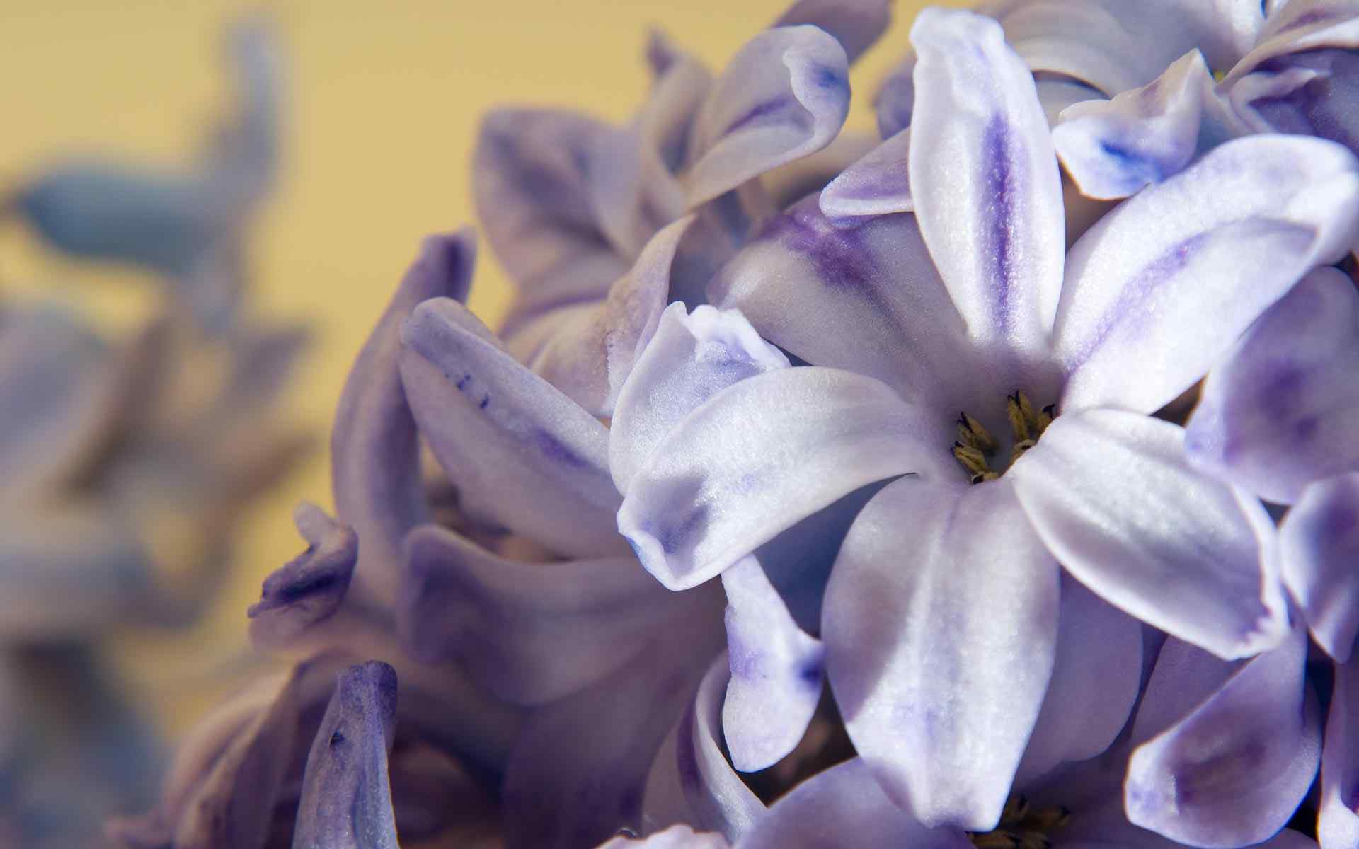 花的图片淡紫色风信子图片高清壁纸