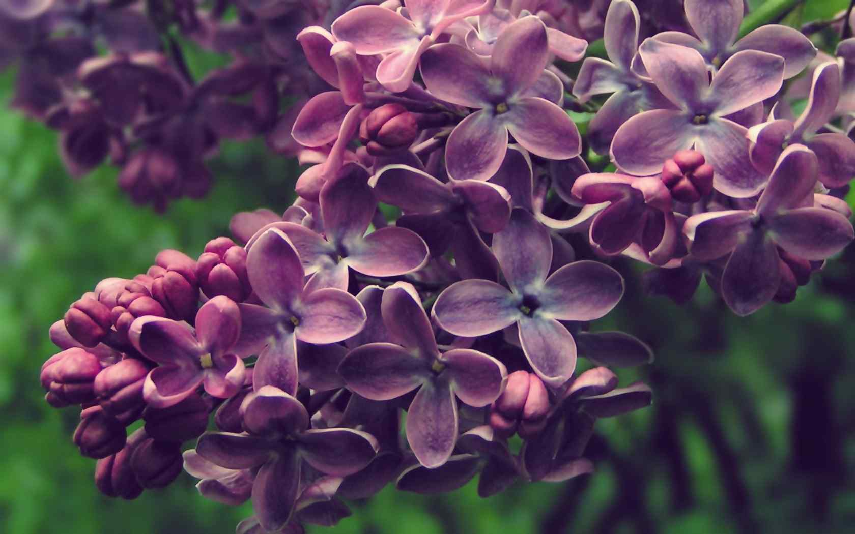 花的图片唯美紫色风信子图片高清壁纸