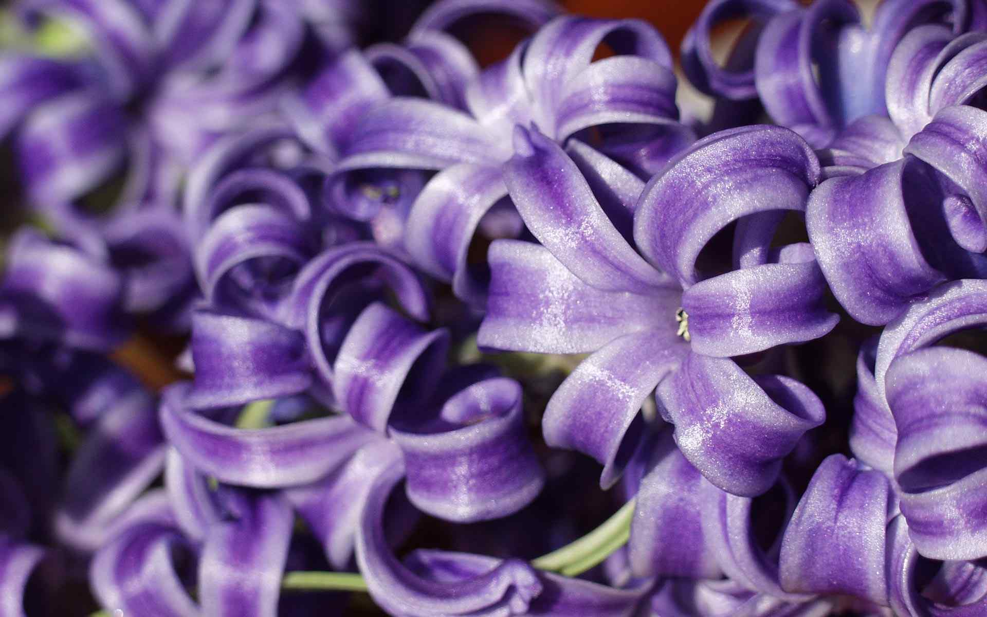 花的图片紫色风信子图片高清壁纸桌面