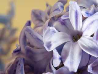 花的图片淡紫色风