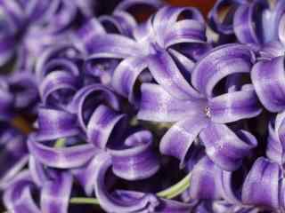 花的图片紫色风信