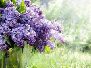 花的图片清新紫色