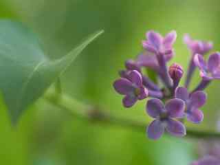 花的图片小清新紫