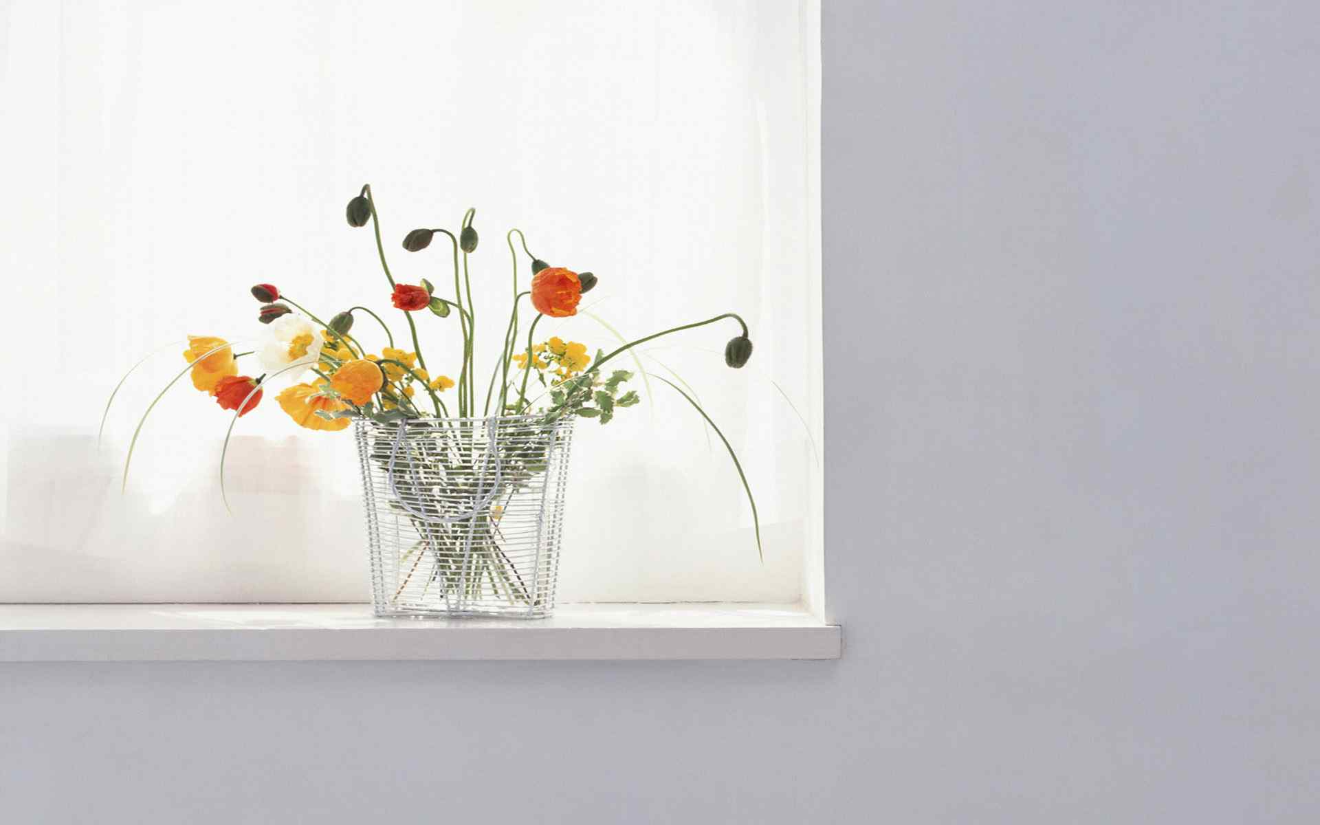 简约清新的室内植物花卉摄影图片高清壁纸