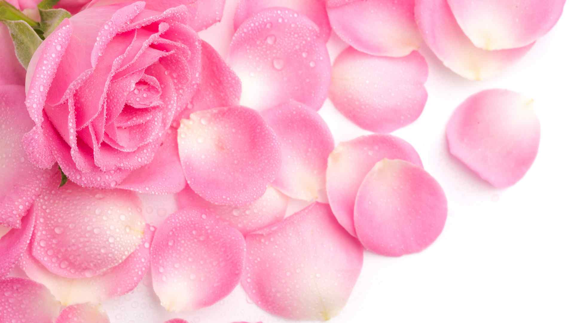 清新唯美的粉色玫瑰花瓣图片高清电脑桌面壁纸