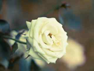 唯美的白玫瑰高清