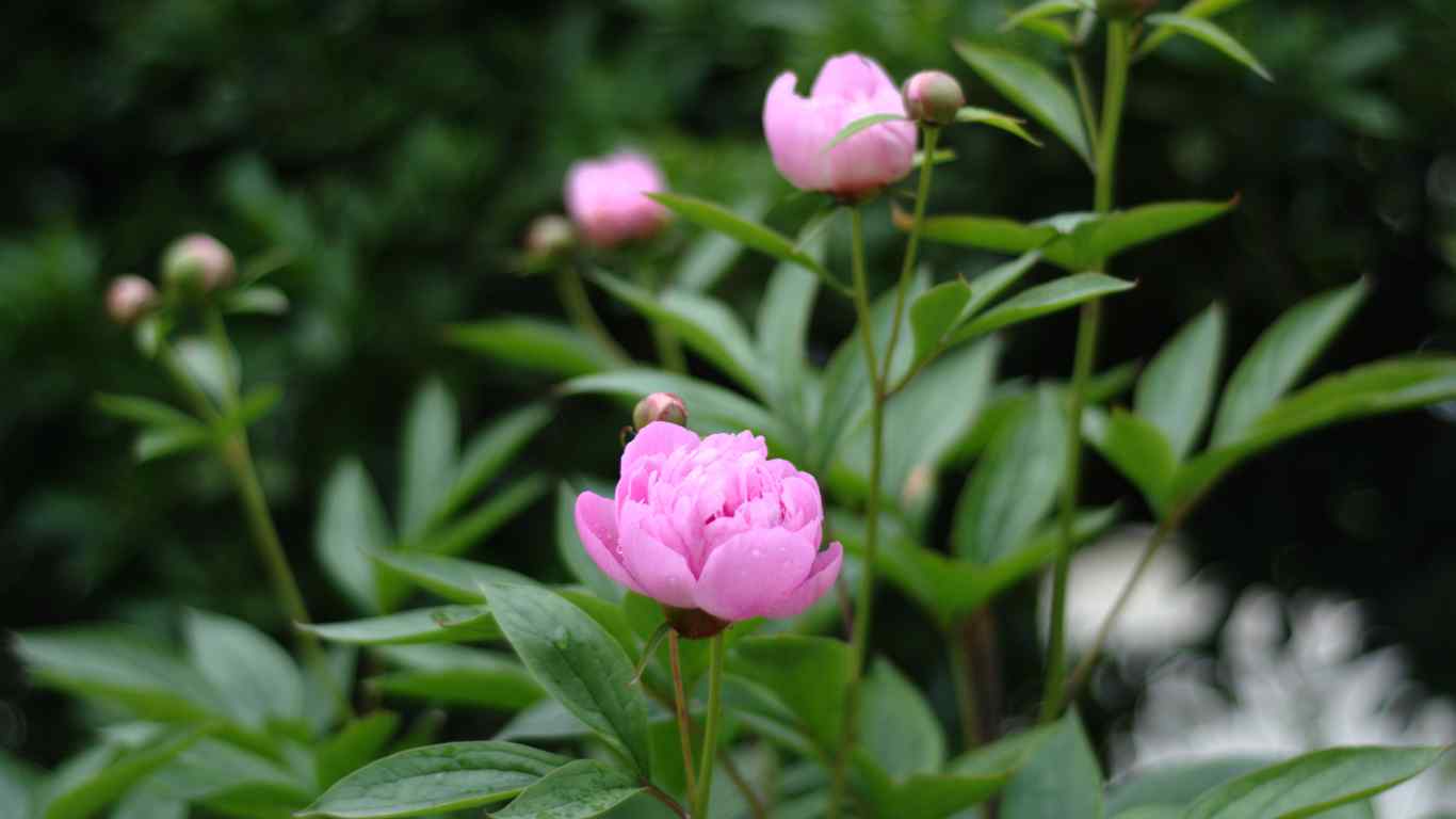 粉色芍药花植物图片