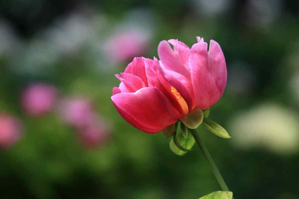 一朵美丽的玫红色芍药花