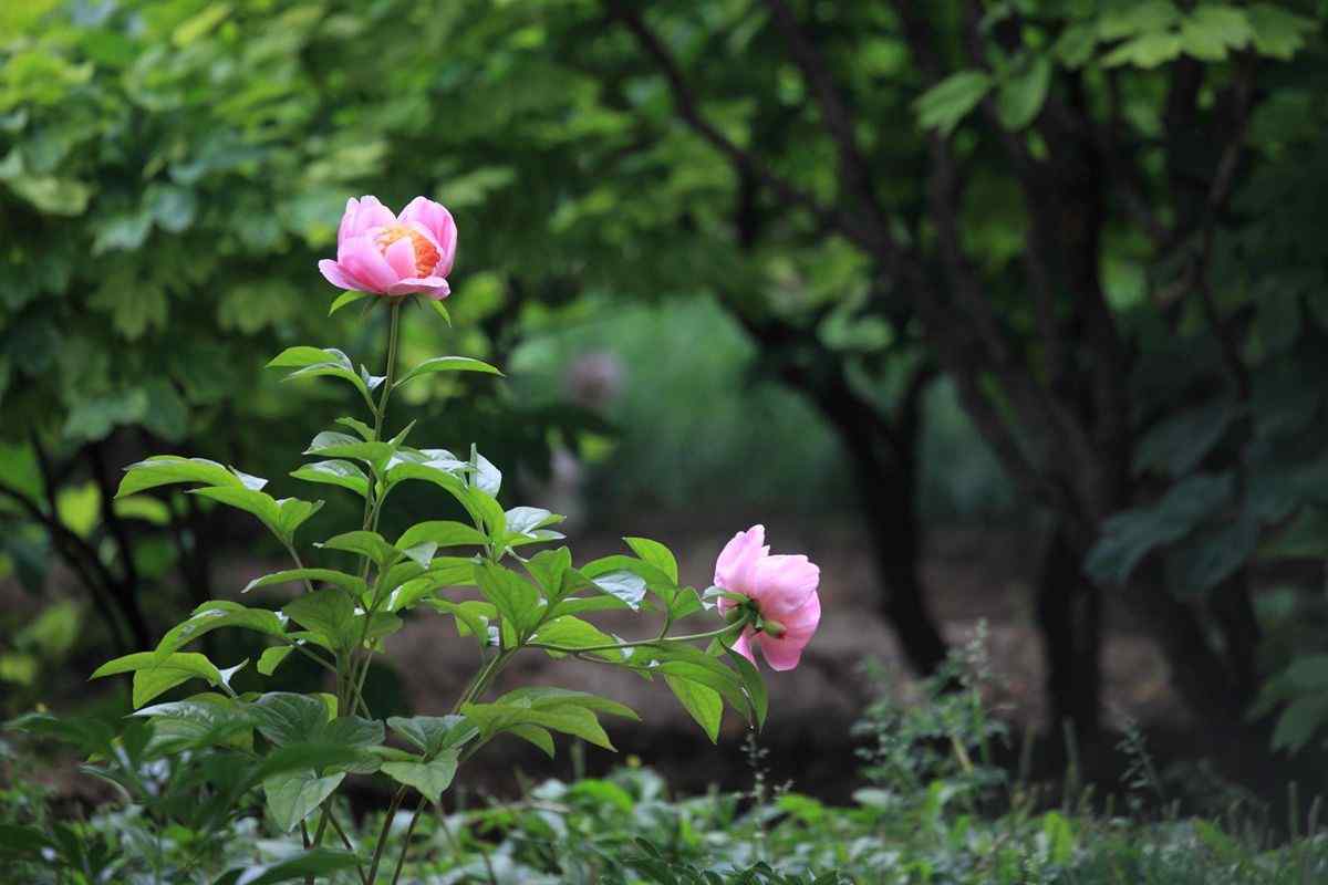 粉色芍药花植物图片