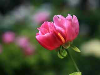 一朵美丽的玫红色芍药花