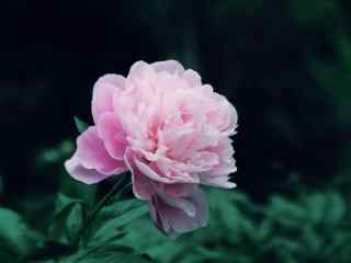 美丽的粉色芍药花
