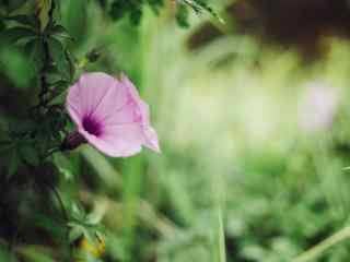 一朵唯美紫色小花
