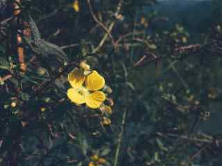 一朵黄色小花图片