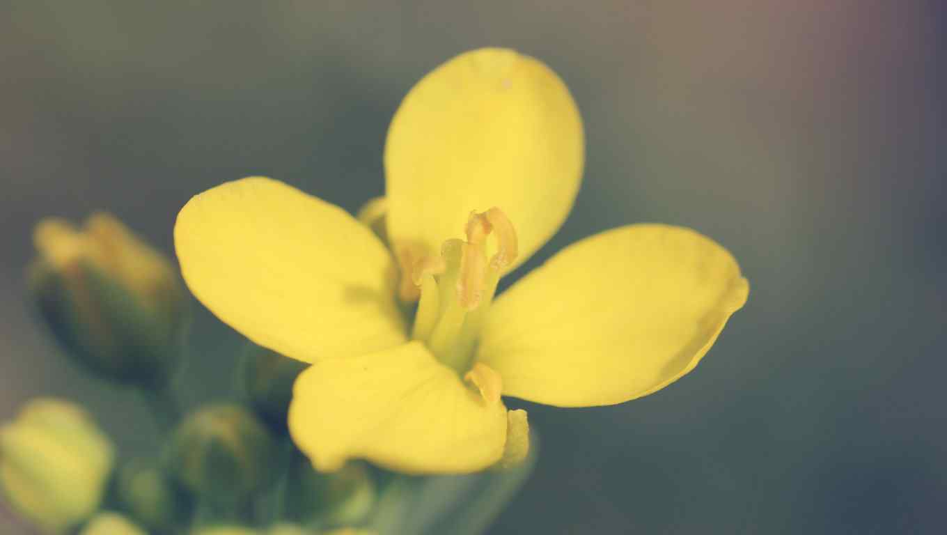 唯美的一朵小黄花摄影图片高清壁纸