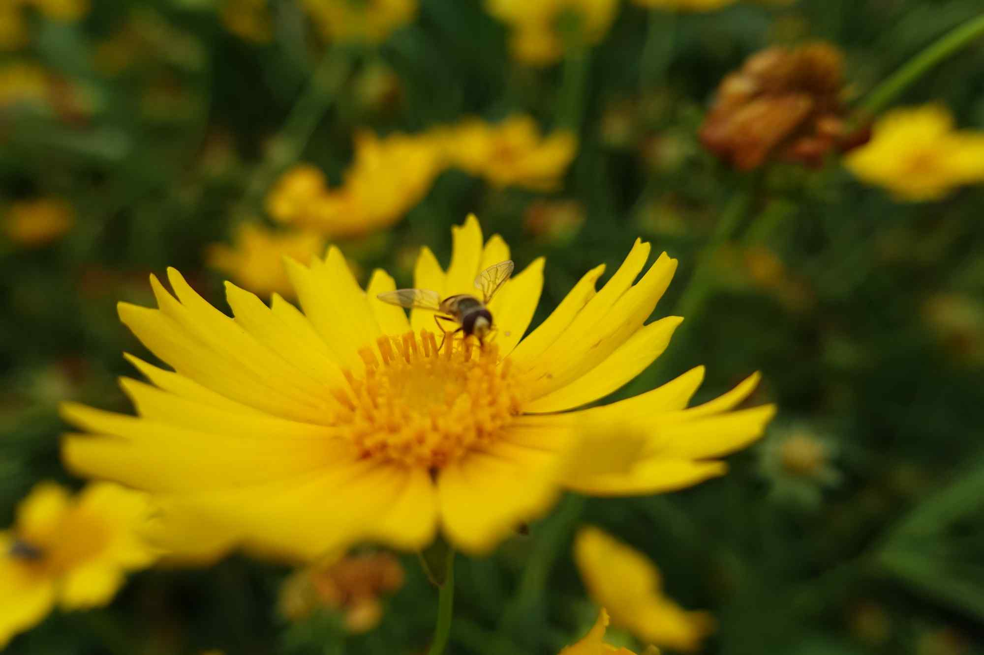 美丽的小黄花与可爱的小蜜蜂桌面壁纸