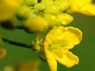 文艺的小黄花与水