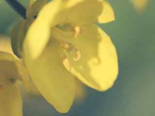 一朵唯美的小黄花