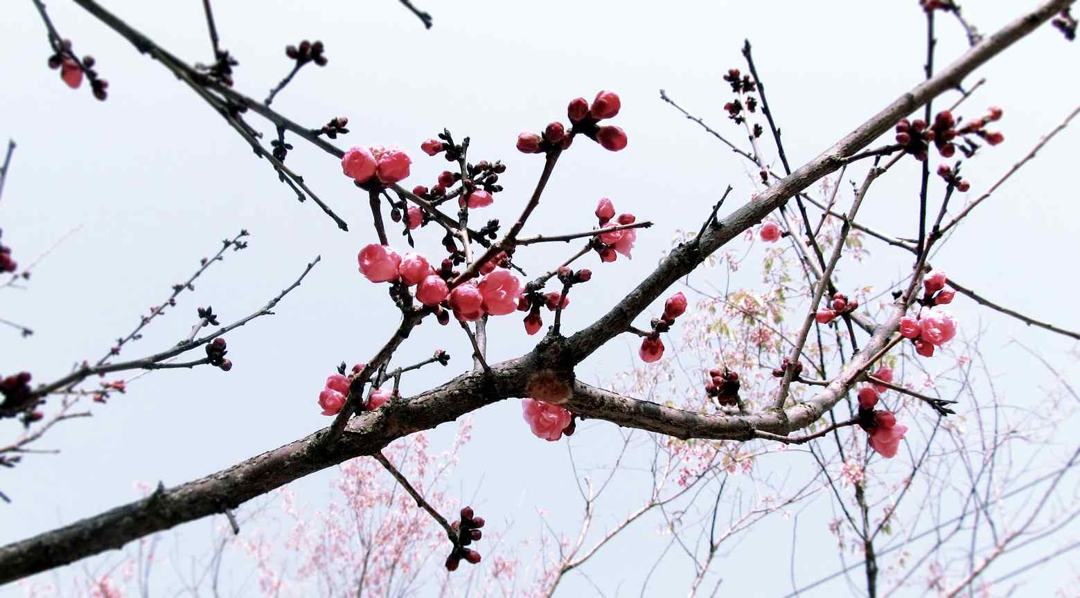 冬日梅花含苞待放美丽风景图片桌面壁纸
