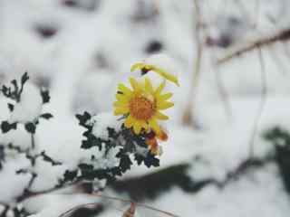 冬日里的小黄花图片高清壁纸