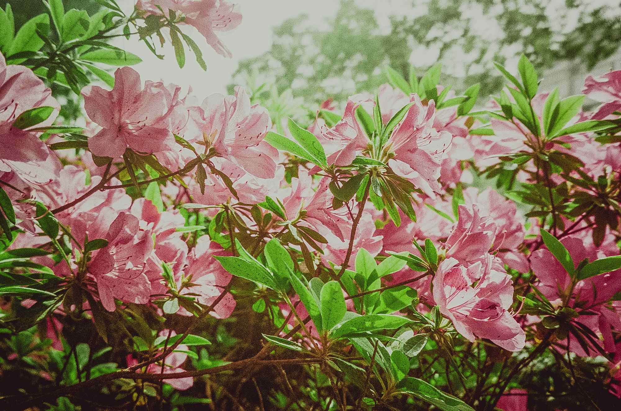 粉色杜鹃花盛情开放唯美图片高清桌面壁纸