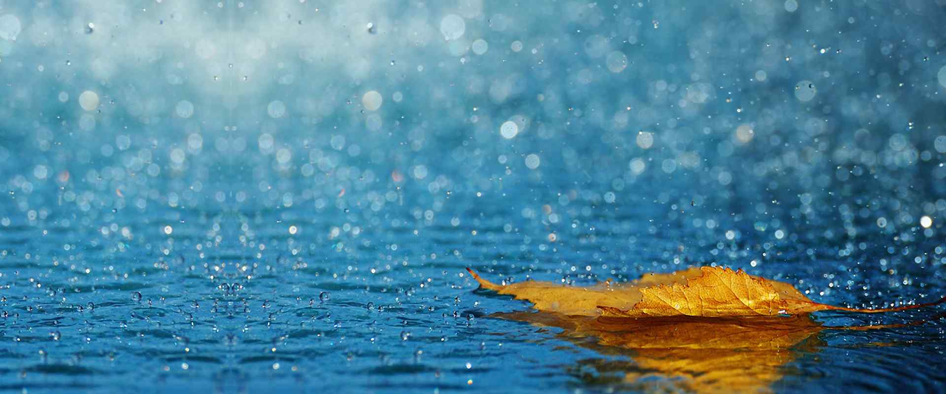 一片落叶在雨水中徜徉图片高清桌面壁纸
