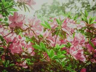 粉色杜鹃花盛情开