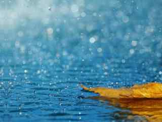 一片落叶在雨水中徜徉图片高清桌面壁纸